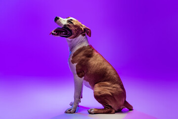 Pedigree dog, Staffordshire terrier posing isolated on purple studio background in neon. Looks happy, delighted.