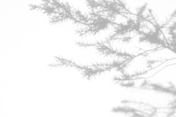 Blurred overlay effect for photo. Gray shadows of fir tree branches on a white wall. Abstract neutral nature concept background for design presentation. Shadows for natural light effects
