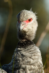 A Southern Screamer portrait, closeup view, natural habitat, Argentina