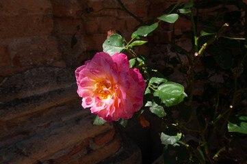 fiore rosa profumato