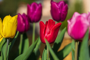 Tulips of different colors closeup, spring concept, holiday, congratulations, good mood