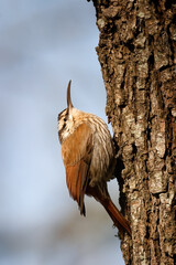 A Narrow-billed Woodcreeper climbing a tree. Side view.