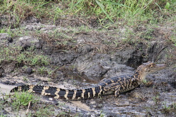 Baby aligator on the ground