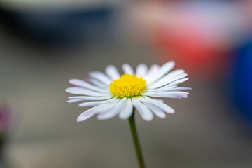 Obraz premium eine erblühte Gänseblumen Blüte in diesem Portrait