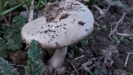 Pilze im Feld. Waldpilze. Gr&uuml;nes Gras im Hintergrund. Der Hut ist von Grund auf dreckig. Leckeres Proteingericht. Veganer und Vegetarier nutzen sie als Fleischersatz. Gesunde Ern&auml;hrungszutaten.