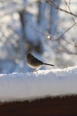 Dark-eyed Junco on the snow