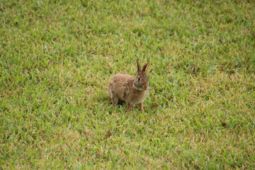 rabbit in the field