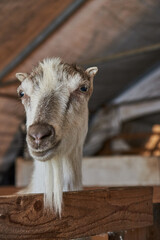 Fototapeta premium Portrait of a hornless goat with a long beard .