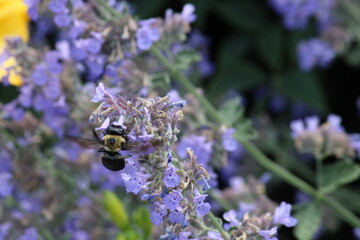 bee on lavender