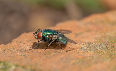 Fly