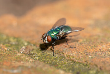 Fly