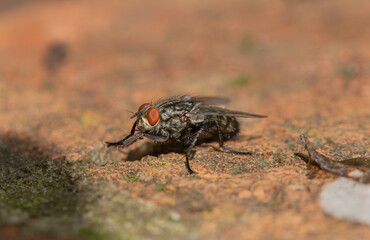 Fly