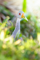 Portrait of a curious giant-wood rail at eye level