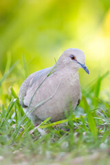 Closeup view of a eared dove, vertical composition