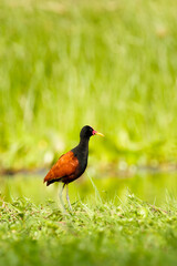 A wattled Jacana with mourning light at the swamp. Ibera wetlands, Argentina