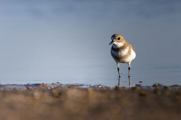 A Two-banded Plover in winter plumage on the atlantic ocean coast © prmfoto