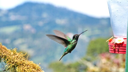 Talamanca hummingbird (Eugenes spectabilis) in flight at the Paraiso Quetzal Lodge in the cloud forest outside San Jose, Costa Rica