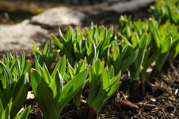Obraz premium Irises in the garden. Iris flowers. Non-flowering irises.
