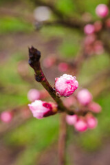 Peach flowers blossom in spring. Peach blossom.