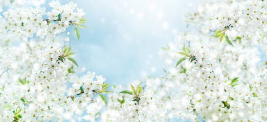Spring background with white blossoms and sunbeamson blue sky background. Branches of blossoming cherry and bee macro with soft focus on blue background. Easter and spring greeting cards. Springtime