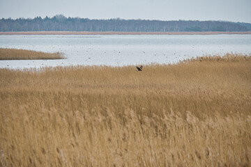 Bird lookout Pramort on the darss. wide landscape with view to the bodden and the baltic sea