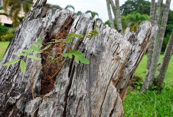 An old stump with a small tree growing on a blurred background.