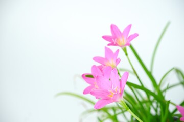 Fototapeta premium closeup pink zephyranthes flowers and green leaves on natural light blur background. Selective Focus 