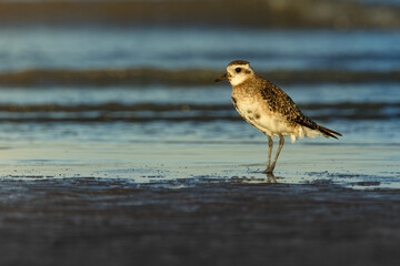 American Golden Plover on the ocean shore with mourning light