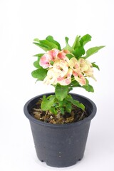 Euphorbia milli,Euphorbiaceae on pot isoleted on white background 