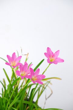 closeup pink zephyranthes flowers and green leaves on natural light blur background. Selective Focus
