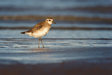 American Golden Plover on the ocean shore with mourning light
