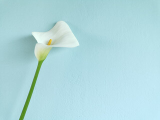 One white calla lily flower on soft focus blue stucco wall background with copy space. Delicate big white flower. Spring or Easter elegant greetings card. Image for blog or social media.
