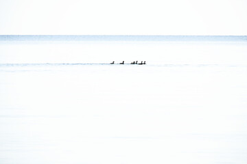 Ducks minimalist in the Formation in high key on the calm Baltic Sea. Wildlife photography