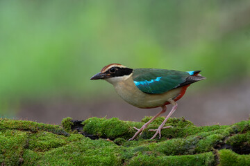 colorful birds in nature fairy pitta  (Pitta nympha)