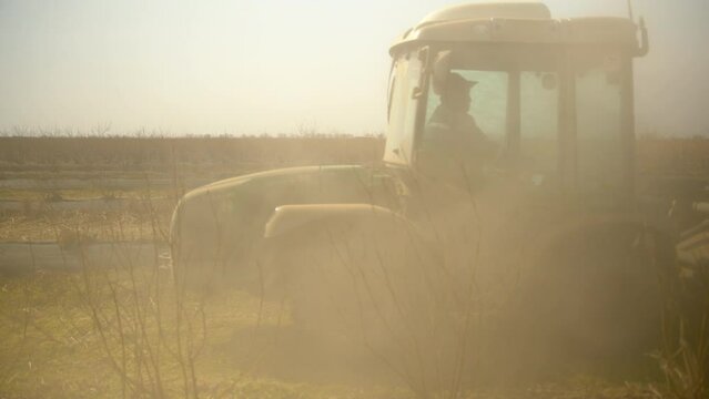 View of blueberry field and tractor working and making dust clouds in agricultural field on a sunny day.