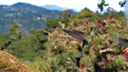 Talamanca hummingbird (Eugenes spectabilis) in flight at the Paraiso Quetzal Lodge in the cloud forest outside San Jose, Costa Rica