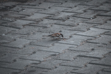 little bird on the street pavement