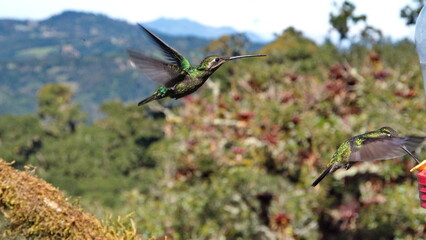Female Talamanca hummingbird (Eugenes spectabilis) in flight at the Paraiso Quetzal Lodge in the cloud forest outside San Jose, Costa Rica