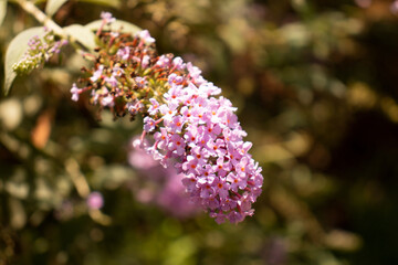 flowers in the garden