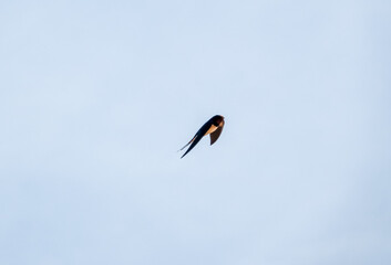 a barn swallow (Hirundo rustica) in flight under a blue spring sky, white cloud