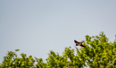 a barn swallow (Hirundo rustica) in flight under a blue spring sky, white cloud