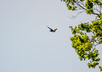 a barn swallow (Hirundo rustica) in flight under a blue spring sky, white cloud