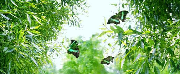 Emerald-green butterflies flying in Green Bamboo leaves on blurred abstract light natural...