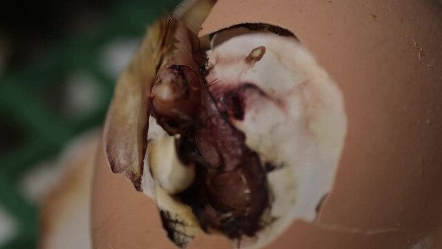 hatching process of chicks in an incubator