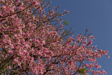 Ceiba speciosa. Flores de uma grande e frondosa árvore florida.
