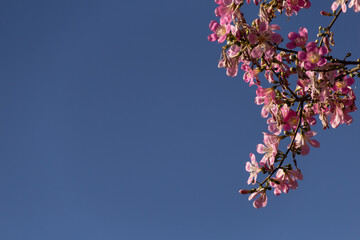 Ceiba speciosa. Flores de uma grande e frondosa árvore florida.