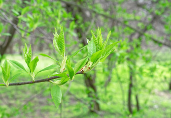 Young green leaves on a tree branch in early spring.