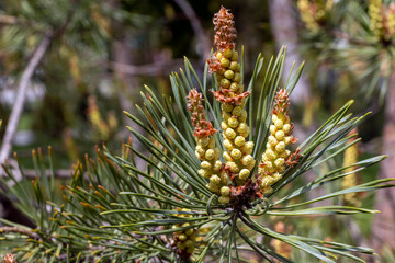 Scotch pine closeup macro selective focus branch with flowers cones and pollen Selective focus.