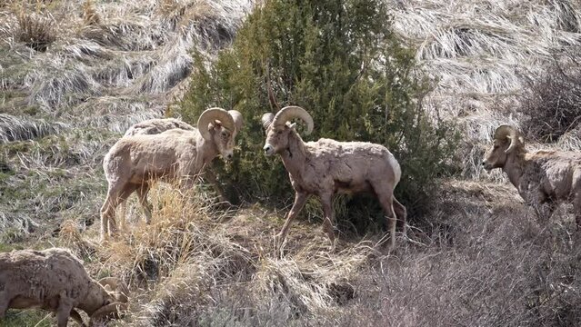 Bighorn Sheep rams butting heads in slow motion in the Teton wilderness in Wyoming.