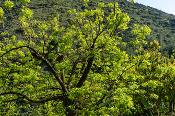 PANORAMIC VIEW OF SOME MOUNTAINS IN ANDALUCIA